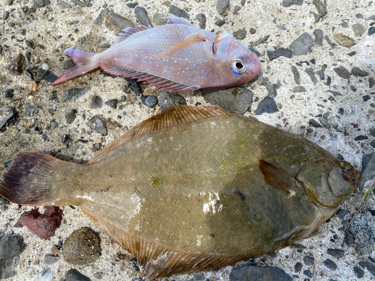 須磨海岸の突堤での釣行