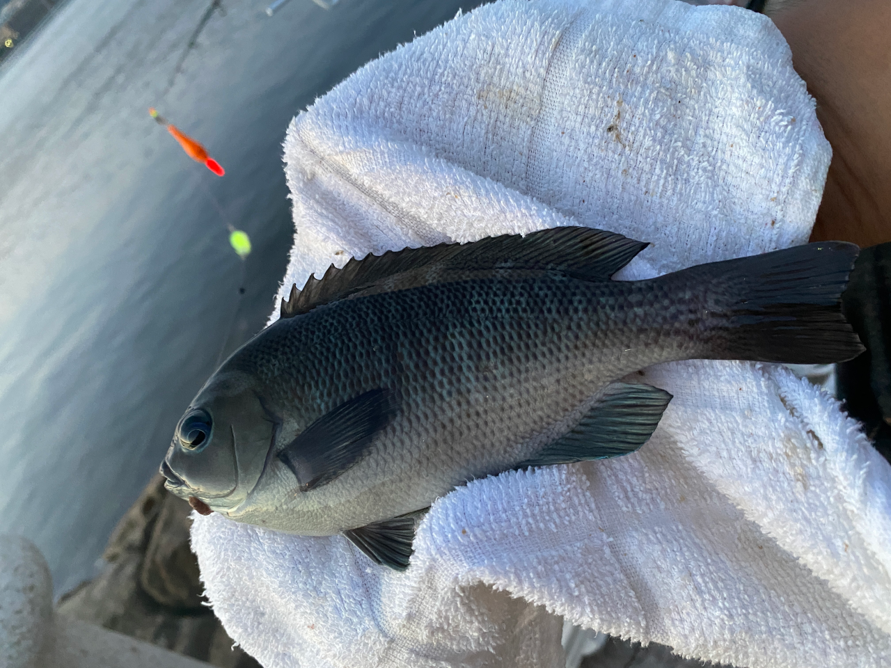 南芦屋浜西護岸の釣行