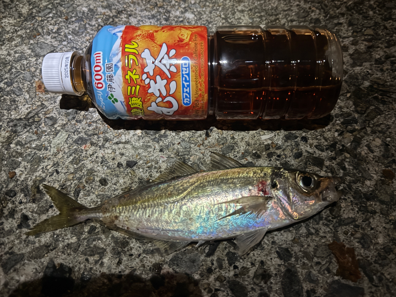南芦屋浜・東護岸側への釣行